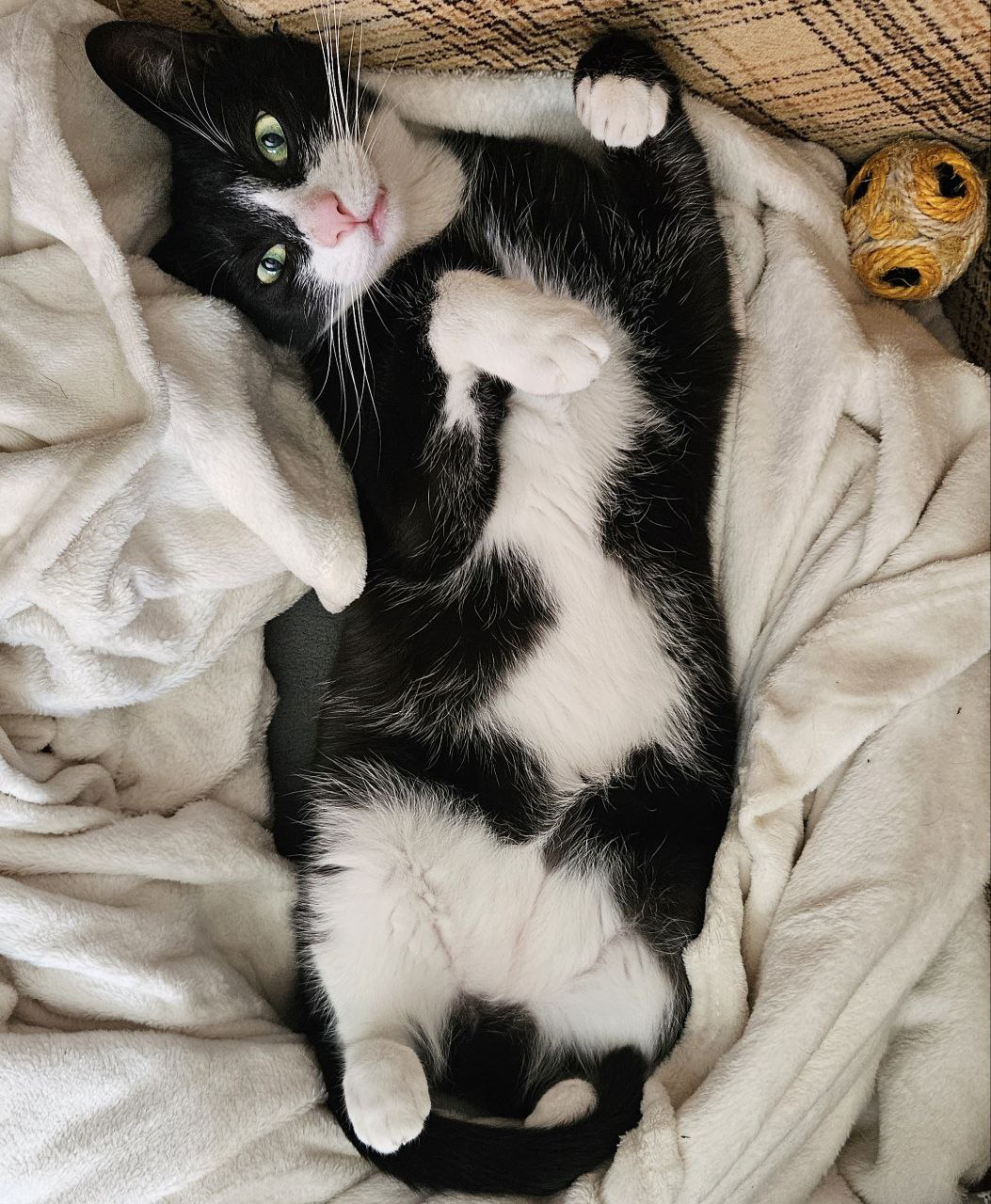 One of Bangie’s cats — senior CI/CD engineer